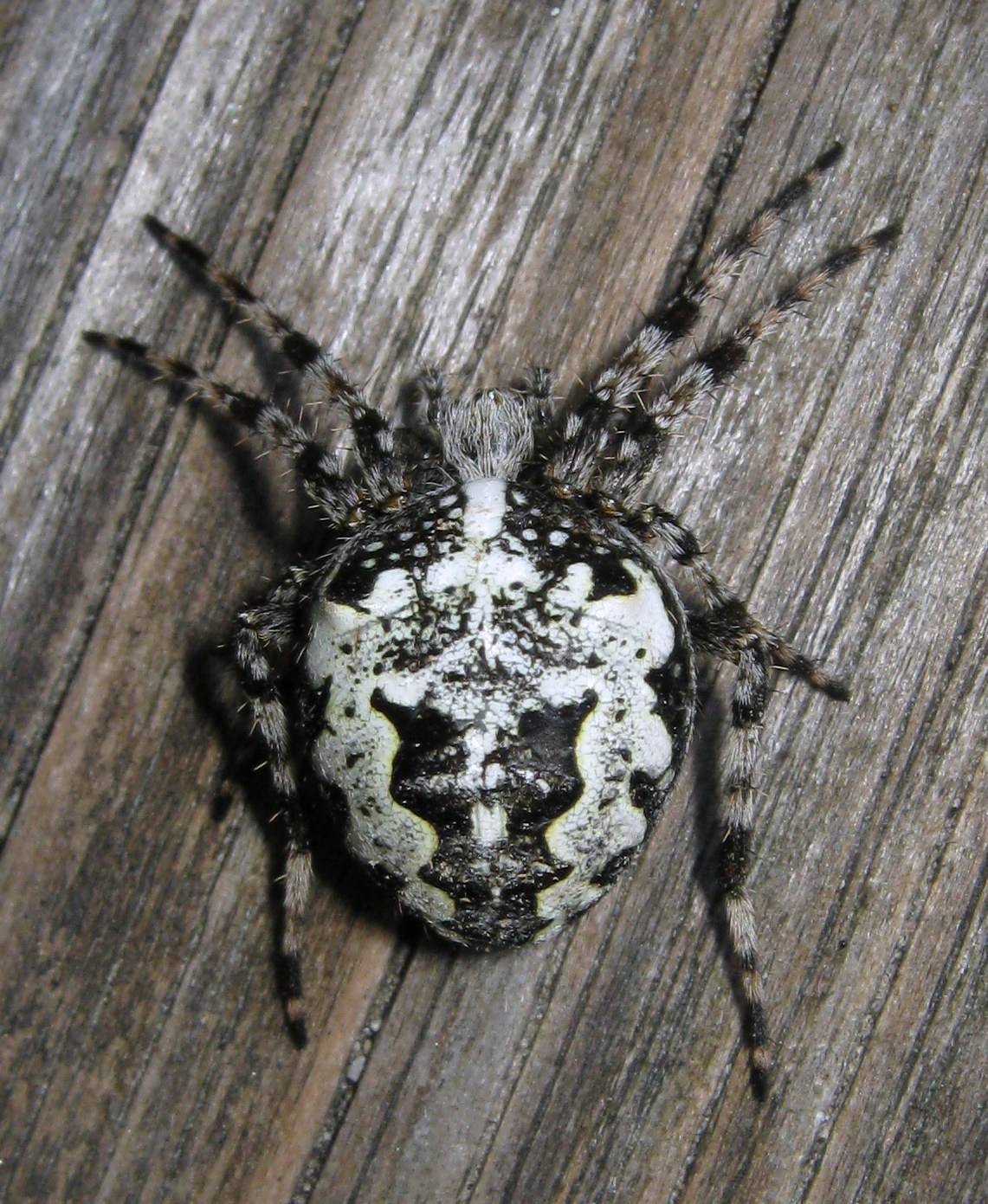 Araneus nordmanni ?